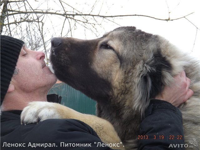 Щенки кавказской овчарки из питомника Ленокс в городе Красноярск, фото 1, Красноярский край