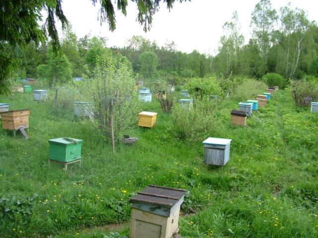 Продам пчелиные семьи и пчелопакеты в городе Курск в городе Курск, фото 1, Курская область