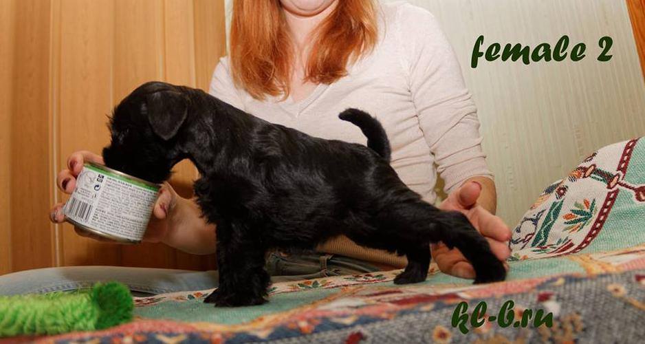щенок цвергшнауцера в городе Смоленск, фото 3, стоимость: 25 000 руб.