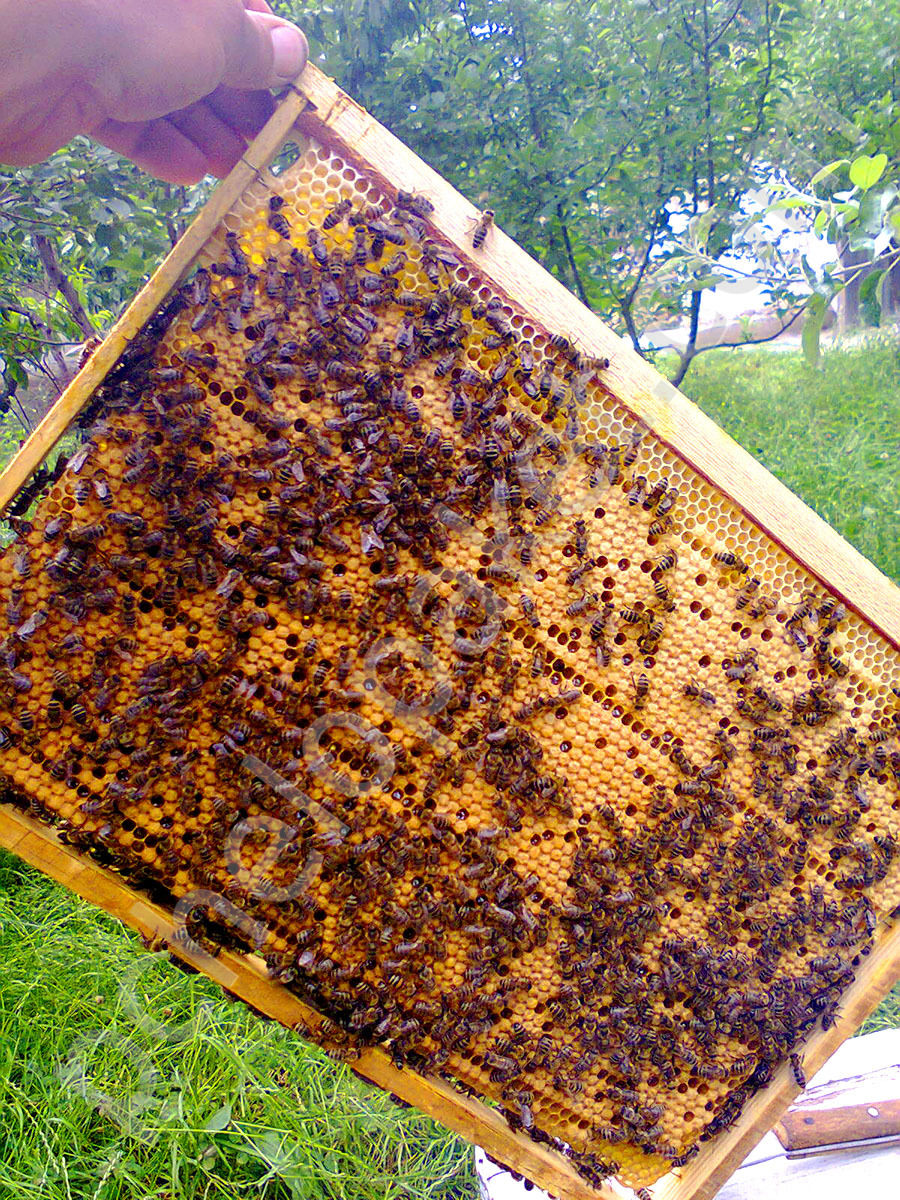 Породы пчел купить. Пчелопакеты Карпатка. Пчелопакеты Алиса. Бессотовые пчелопакеты. Пакет пчел.