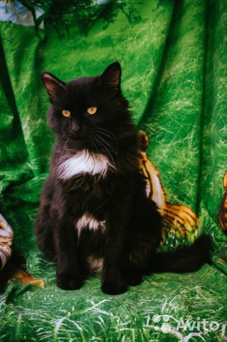 Большой черный кот в городе Уфа, фото 1, Башкортостан