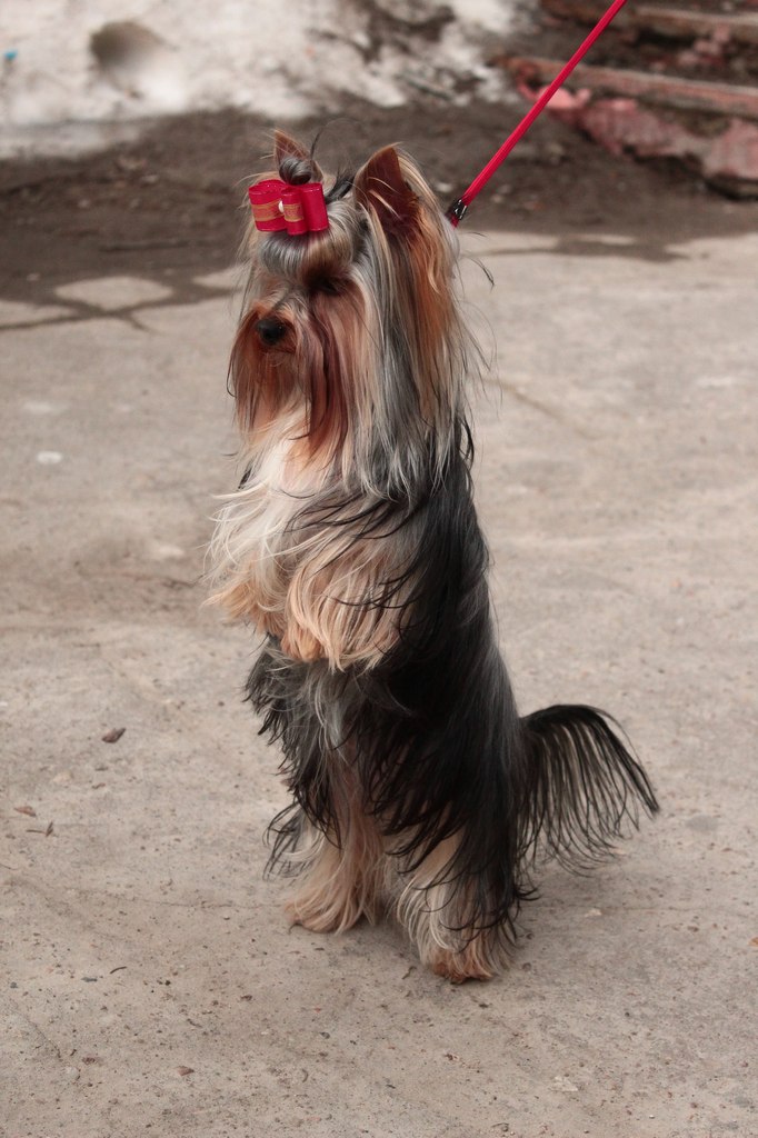 Стрижка собак в Твери в городе Тверь, фото 1, телефон продавца: +7 (903) 802-10-80