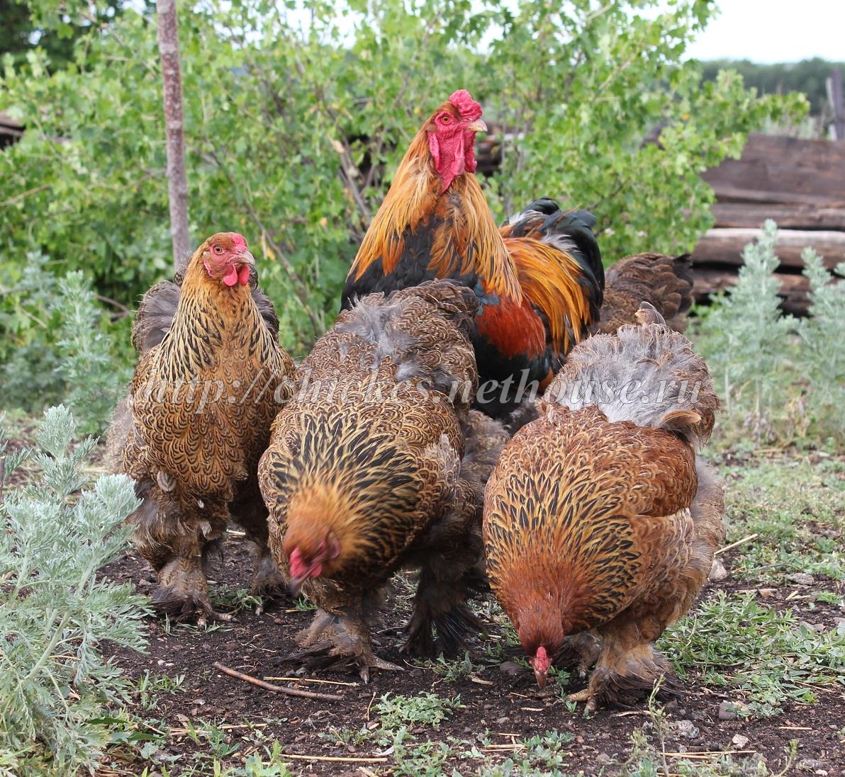 Инкубационное яйцо, цыплята, петухи, куры породы Брама в Оренбурге в городе Оренбург, фото 3, телефон продавца: +7 (922) 857-93-27
