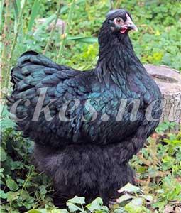 Инкубационное яйцо, цыплята, петухи, куры породы Кохинхин черный в Оренбурге в городе Оренбург, фото 1, Птицы