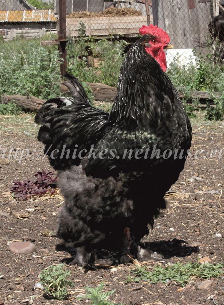 Инкубационное яйцо, цыплята, петухи, куры породы Кохинхин черный в Оренбурге в городе Оренбург, фото 3, телефон продавца: +7 (922) 857-93-27
