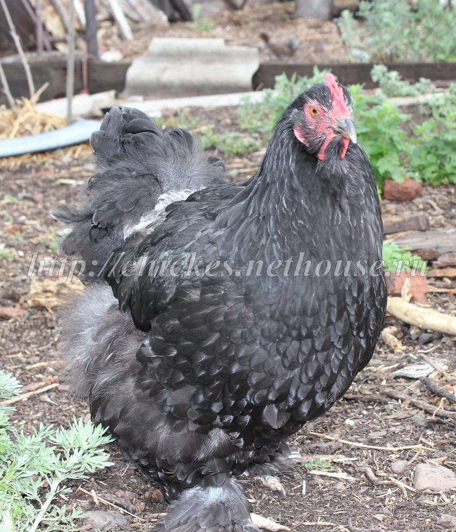 Инкубационное яйцо, цыплята, петухи, куры породы Кохинхин черный в Оренбурге в городе Оренбург, фото 2, телефон продавца: +7 (922) 857-93-27