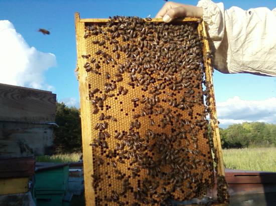 Продажа пчелосемей в САНКТ-ПЕТЕРБУРГЕ 2015 г. в городе Санкт-Петербург, фото 1, Ленинградская область