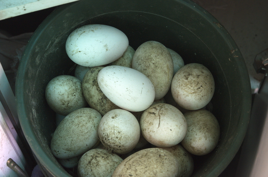 Гусиные яйца для инкубаторов. в городе Таганрог, фото 1, Ростовская область