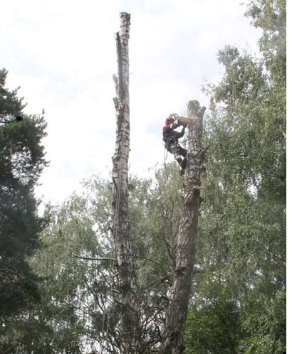 Спилить,удалить дерево в Серпухове,Оболенске,Протвино,Пущино в городе Серпухов, фото 1, Московская область