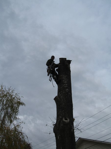 Спилить,удалить дерево в Серпухове,Оболенске,Протвино,Пущино в городе Серпухов, фото 2, телефон продавца: +7 (926) 135-26-11