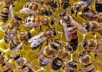 Пчелосемьи на высадку в городе Мичуринск, фото 1, Тамбовская область