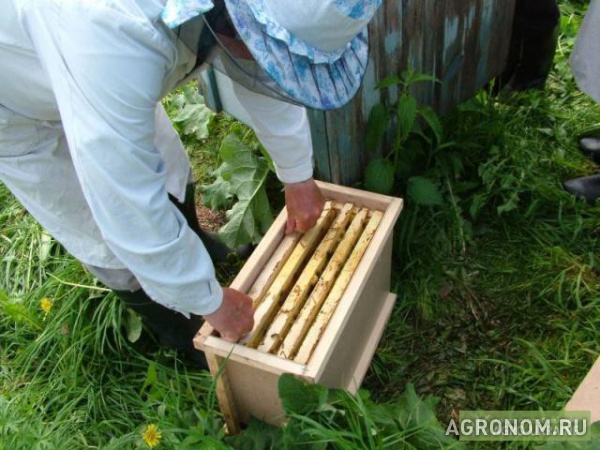 Пчелопакеты в городе Мичуринск, фото 1, Тамбовская область