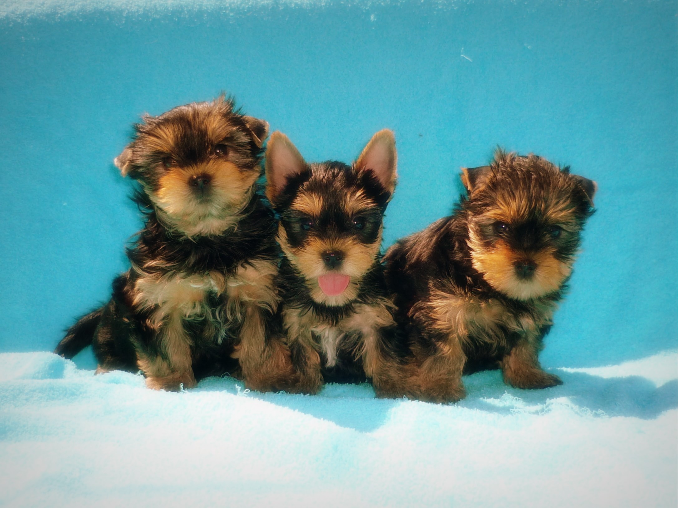 Высокопородные щенки Йоркширского терьера в городе Курск, фото 1, Курская область