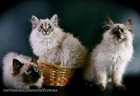 невские маскарадные котята в городе Кемерово, фото 1, Кемеровская область