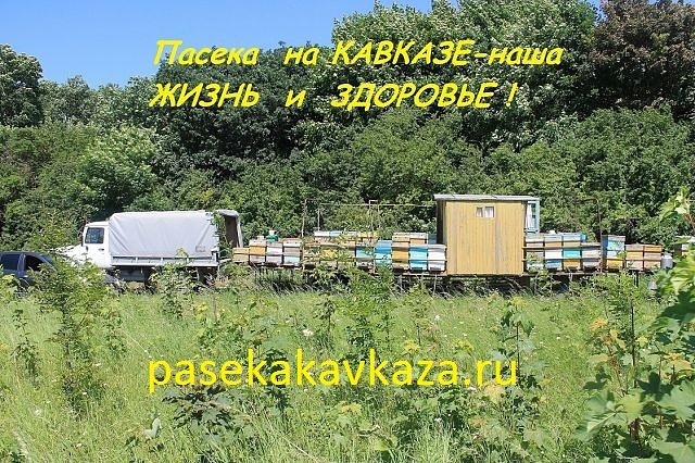 Мед натуральный в городе Ессентуки, фото 1, Ставропольский край