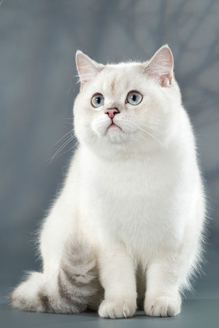 Британские котята поинтового окраса  из Новосибирска в городе Сургут, фото 1, Ханты-Мансийский автономный округ