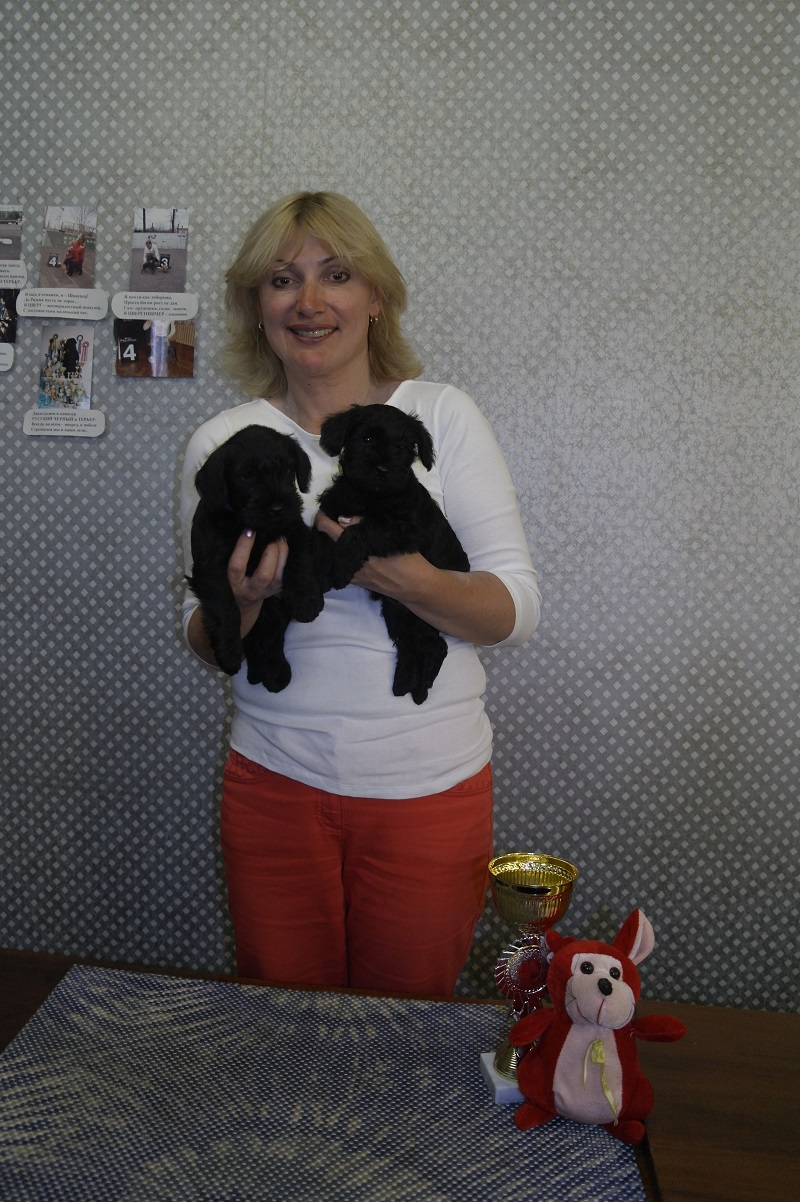 Продаются щенки черного цвергшнауцера в городе Ярославль, фото 2, телефон продавца: +7 (920) 113-49-22