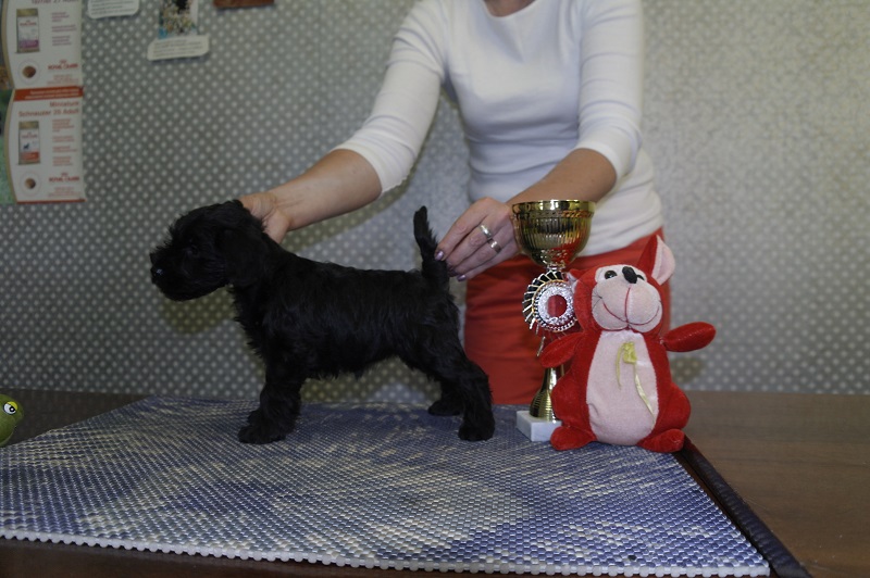 Продаются щенки черного цвергшнауцера в городе Ярославль, фото 3, стоимость: 15 000 руб.