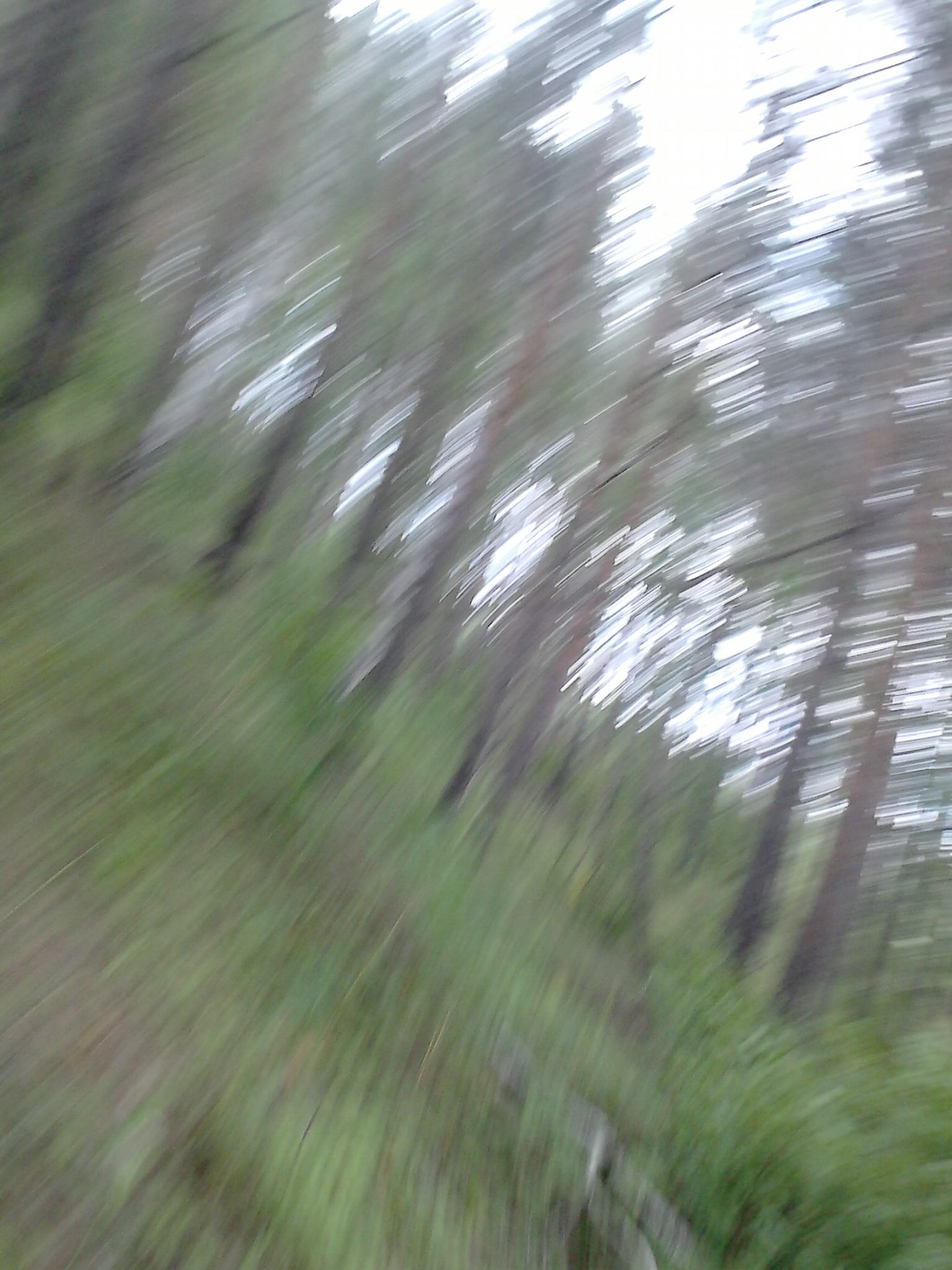 участки в живописном  сосновом лесу и на окраине леса  примыкая к селу Сельская Маза  в городе Лысково, фото 3, телефон продавца: +7 (908) 727-43-64