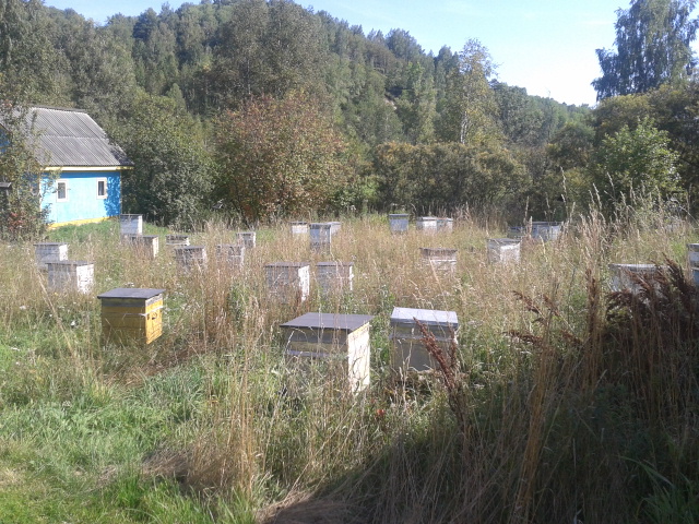 Продам пчелосемьи, ульи, рамки, мёд в городе Кемерово, фото 1, Кемеровская область