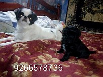 Японский хин щенки продаю в городе Москва, фото 1, телефон продавца: +7 (926) 657-87-36