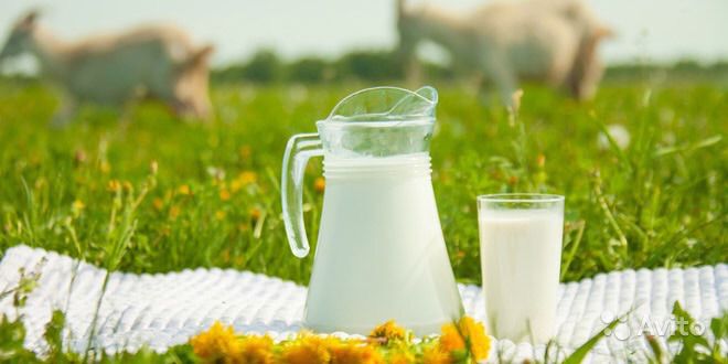 Козье молоко в городе Брянск, фото 1, Брянская область