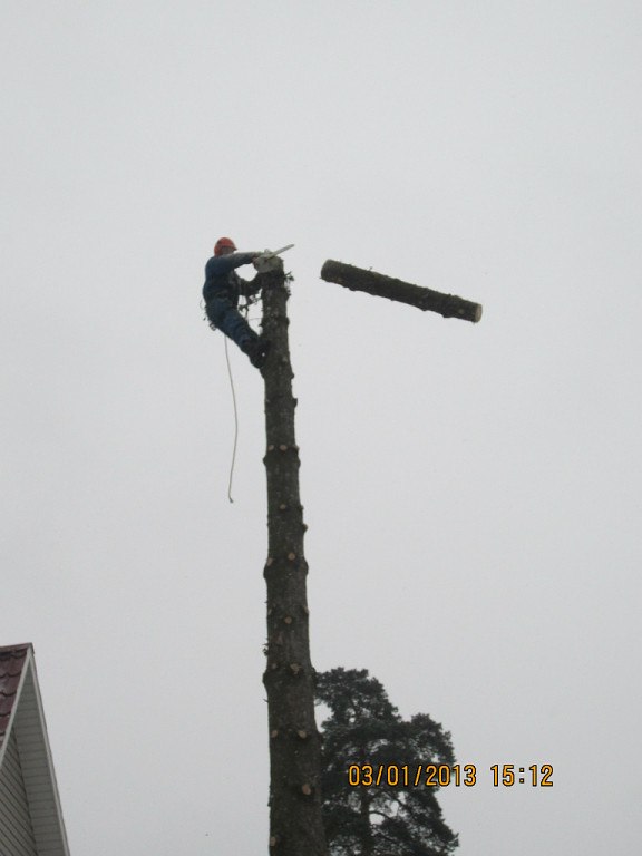 Нужно спилить дерево на участке в Апрелевке,Наро-Фоминском районе?Обращайтесь к Нам! в городе Апрелевка, фото 1, стоимость: 1 500 руб.