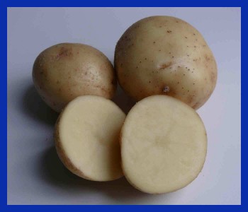 Семенной картофель от производителя Невский ЭЛИТА  в городе Воронеж, фото 1, Воронежская область
