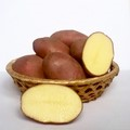 Семенной картофель от производителя. в городе Тверь, фото 1, Для сельского хозяйства