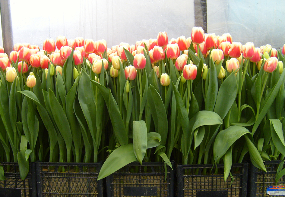 тюльпаны  в городе Армавир, фото 2, телефон продавца: +7 (928) 412-09-56