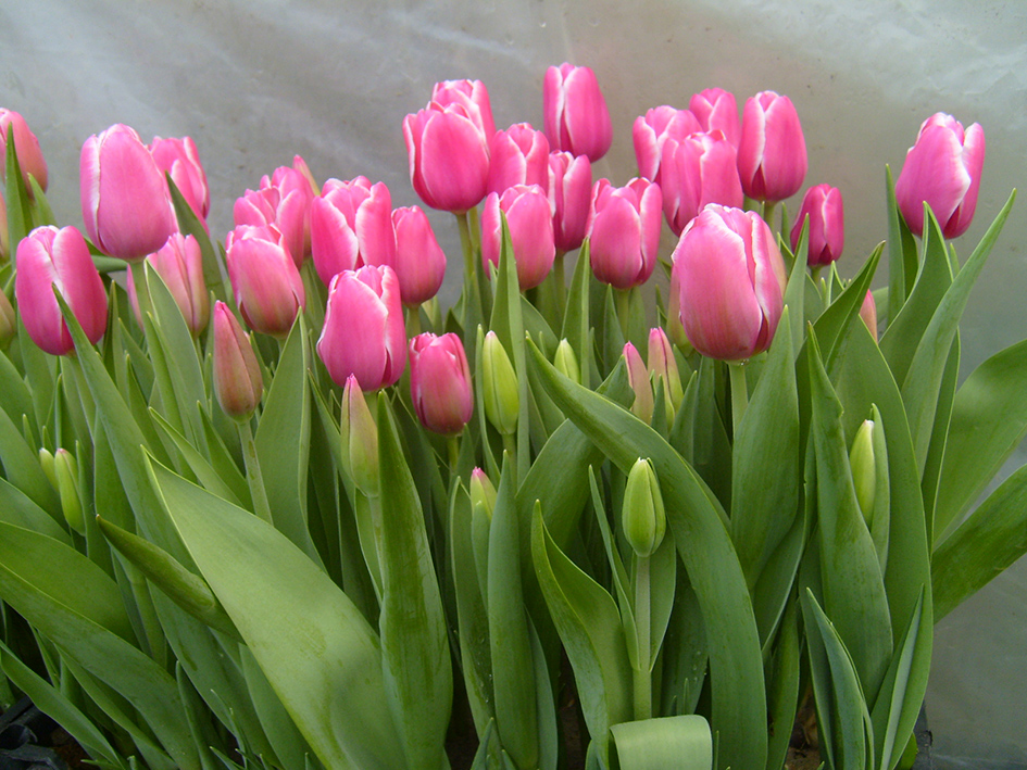 тюльпаны  в городе Армавир, фото 4, Растения