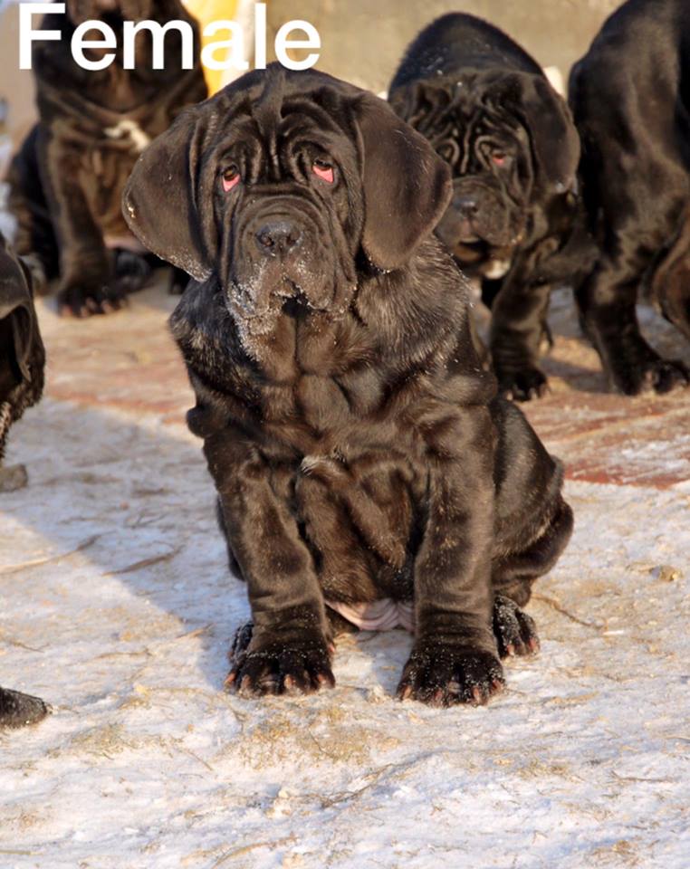 Мастино наполетано щенки от чемпионов в городе Люберцы, фото 1, Московская область