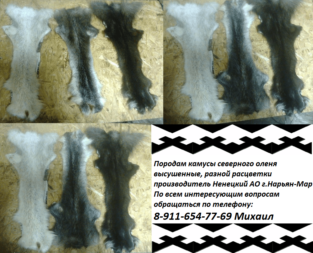Породам камусы северного оленя в городе Нарьян-Мар, фото 1, Ненецкий автономный округ