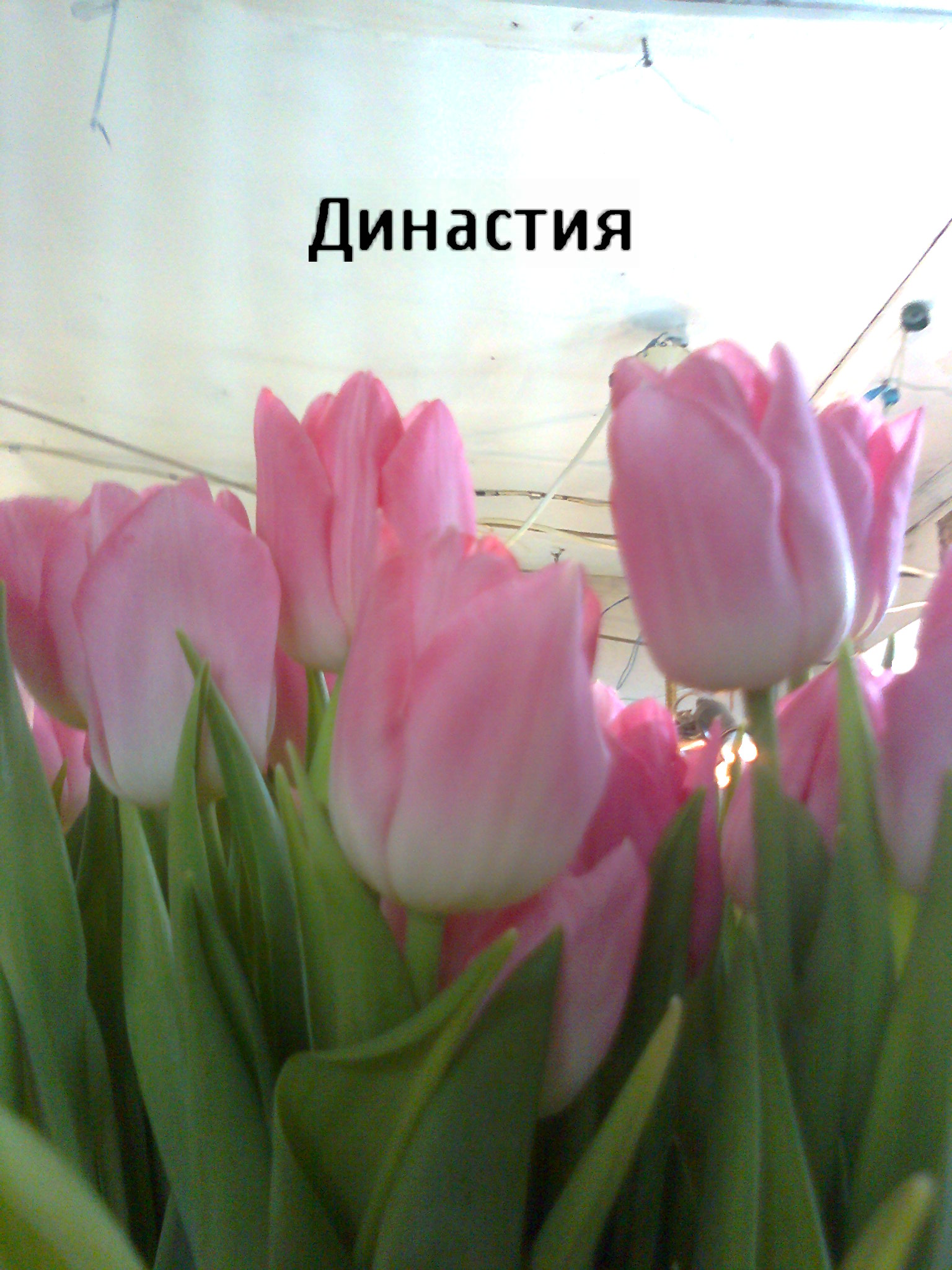 Тюльпаны к 8 Марта (Иван) в городе Сергиев Посад, фото 1, Садовые растения