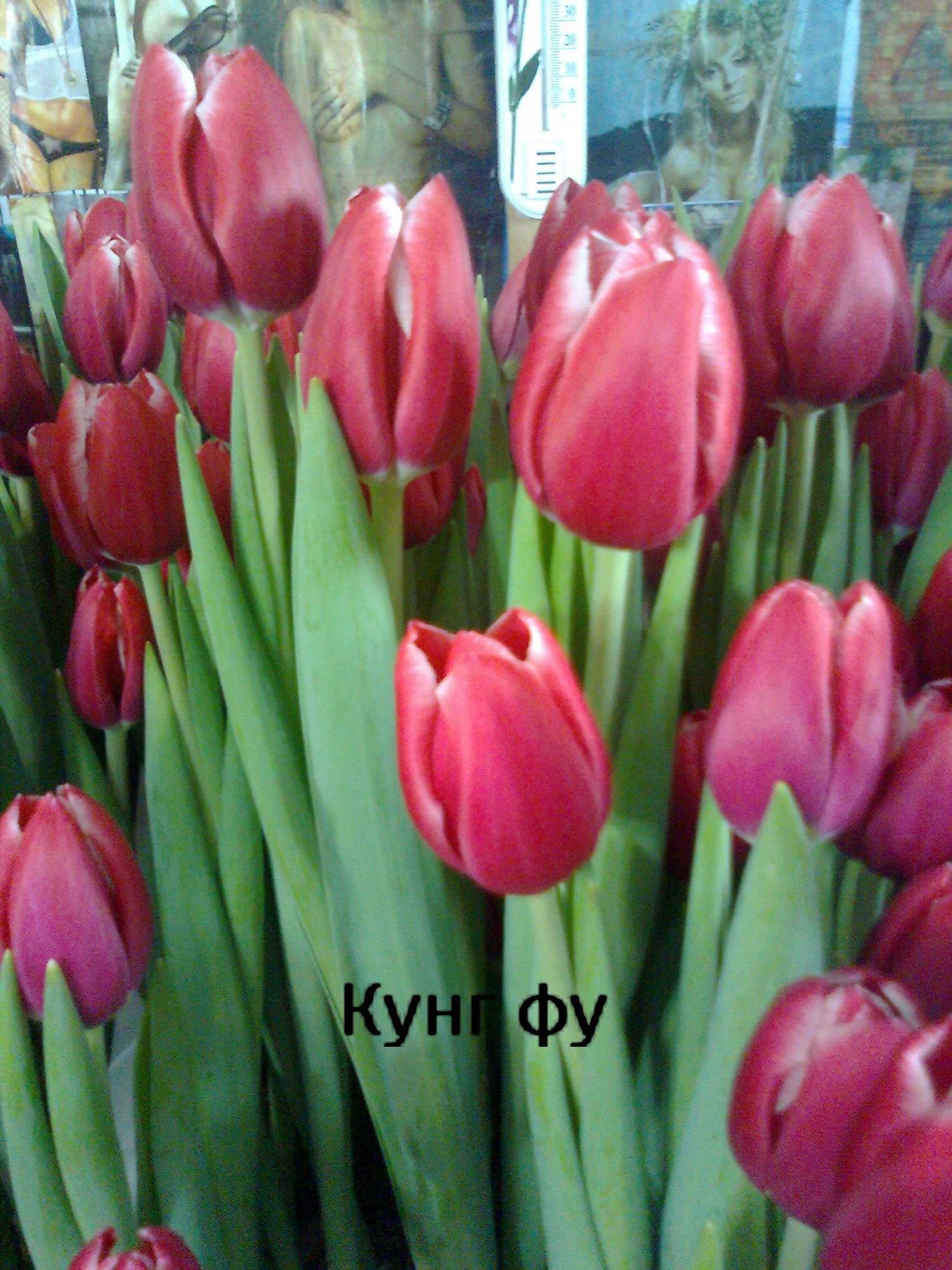 Тюльпаны к 8 Марта (Иван) в городе Сергиев Посад, фото 2, Московская область