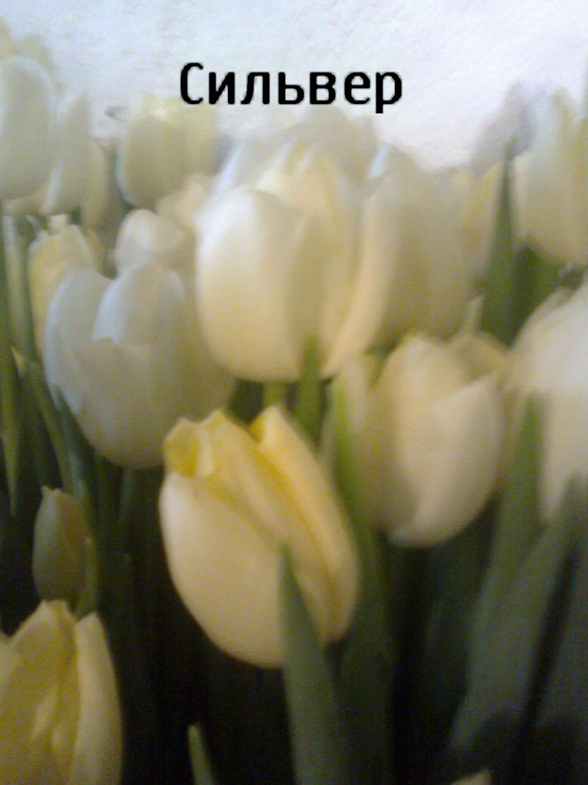 Тюльпаны к 8 Марта (Иван) в городе Сергиев Посад, фото 3, телефон продавца: +7 (926) 848-90-15