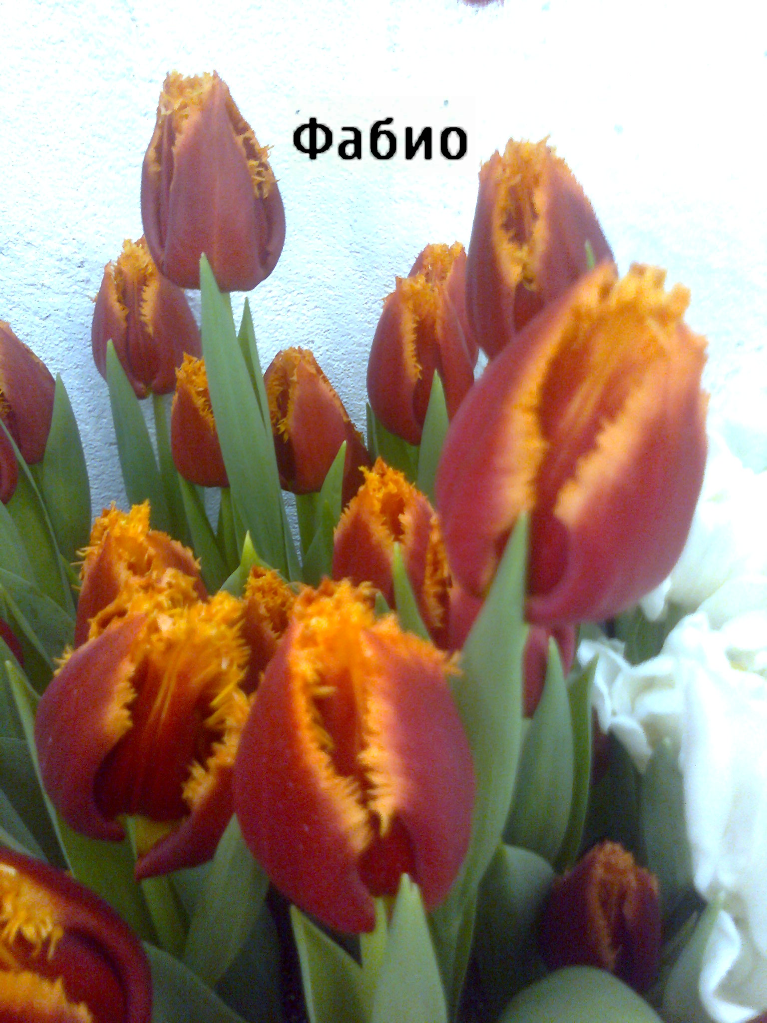 Тюльпаны к 8 Марта (Иван) в городе Сергиев Посад, фото 5, Садовые растения