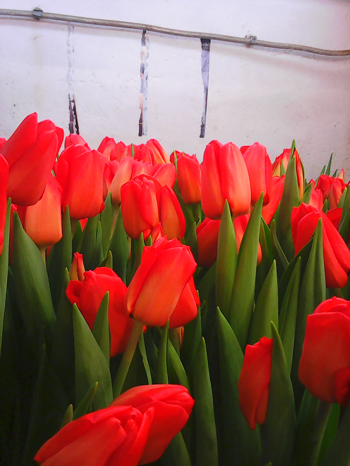 Тюльпаны к 8 Марта (Иван) в городе Сергиев Посад, фото 7, телефон продавца: +7 (926) 848-90-15