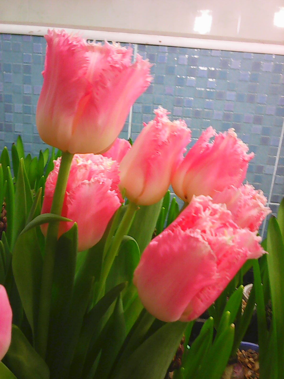 Тюльпаны к 8 Марта (Иван) в городе Сергиев Посад, фото 10, телефон продавца: +7 (926) 848-90-15
