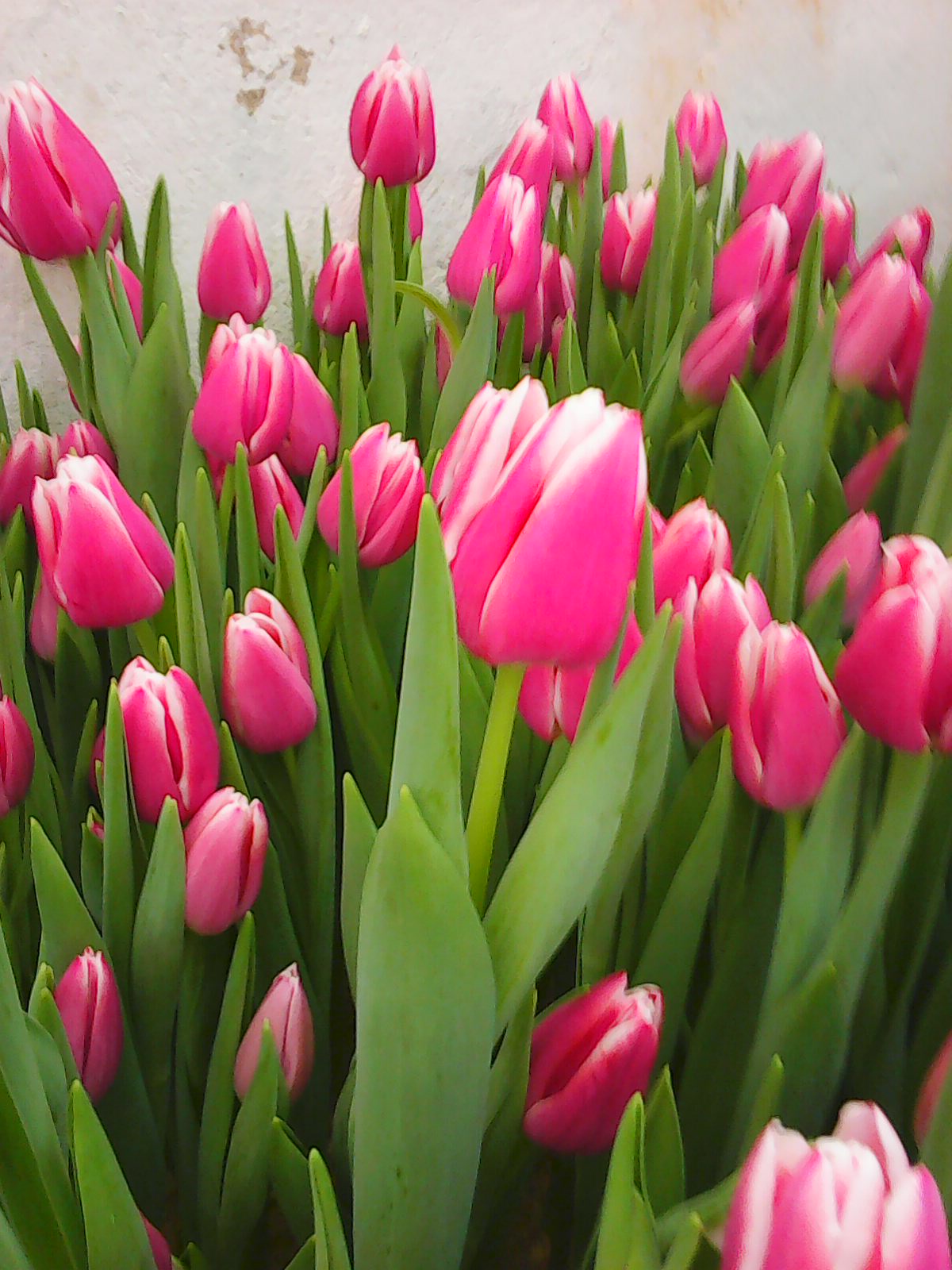 Тюльпаны к 8 Марта (Иван) в городе Сергиев Посад, фото 8, Садовые растения