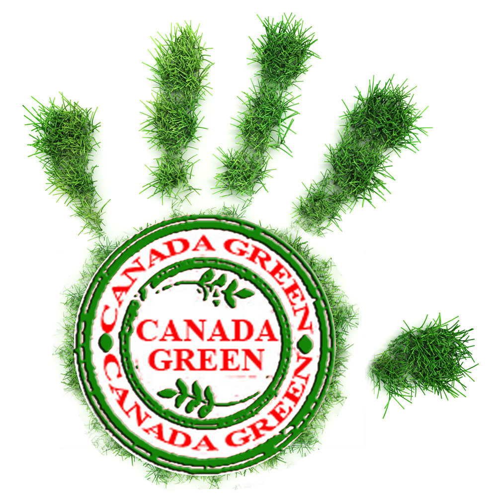 Канада грин газонная трава. Трава Канада Грин. Канада Грин газонная трава премиум. Газон Canada super Green. Трава газон семенами Канада Грин.