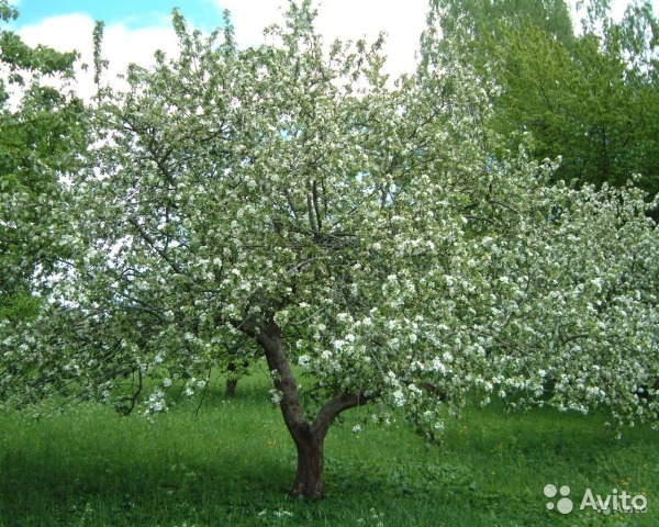 Продам дачу, Каспийск, Виноградная улица, 27, СТ Дружба в городе Каспийск, фото 3, стоимость: 1 300 000 руб.