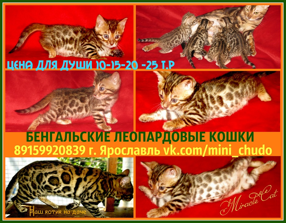 Бенгалы леопардовые котята в городе Ярославль, фото 1, Ярославская область