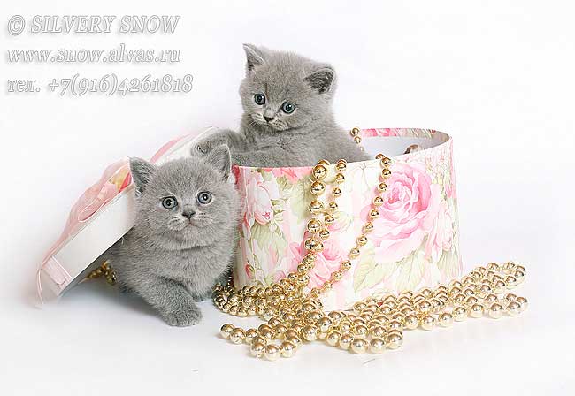  Голубые британские котята из питомника Silvery Snow в городе Москва, фото 2, телефон продавца: +7 (916) 426-18-18