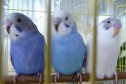 Волнистые попугайчики от заводчика в городе Новосибирск, фото 1, Новосибирская область