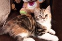 Шотландский котенок трехцветная девочка в городе Новосибирск, фото 1, Новосибирская область