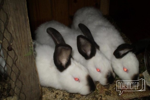 Крольчихи Калифорния в городе Бузулук, фото 1, Кролики