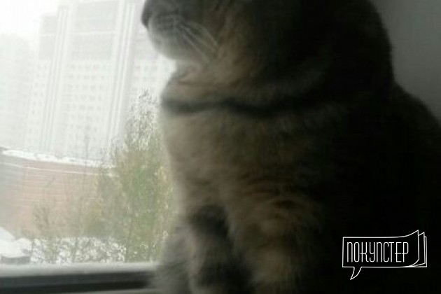Кошка 1 год в городе Омск, фото 3, стоимость: 0 руб.