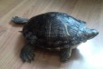 Отдам в дар морскую черепаху в городе Йошкар-Ола, фото 1, Марий Эл