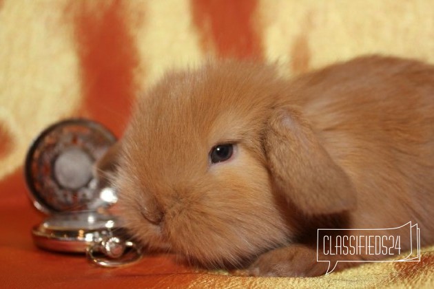 Питомник карликовых кроликов в городе Махачкала, фото 3, телефон продавца: +7 (918) 131-09-18
